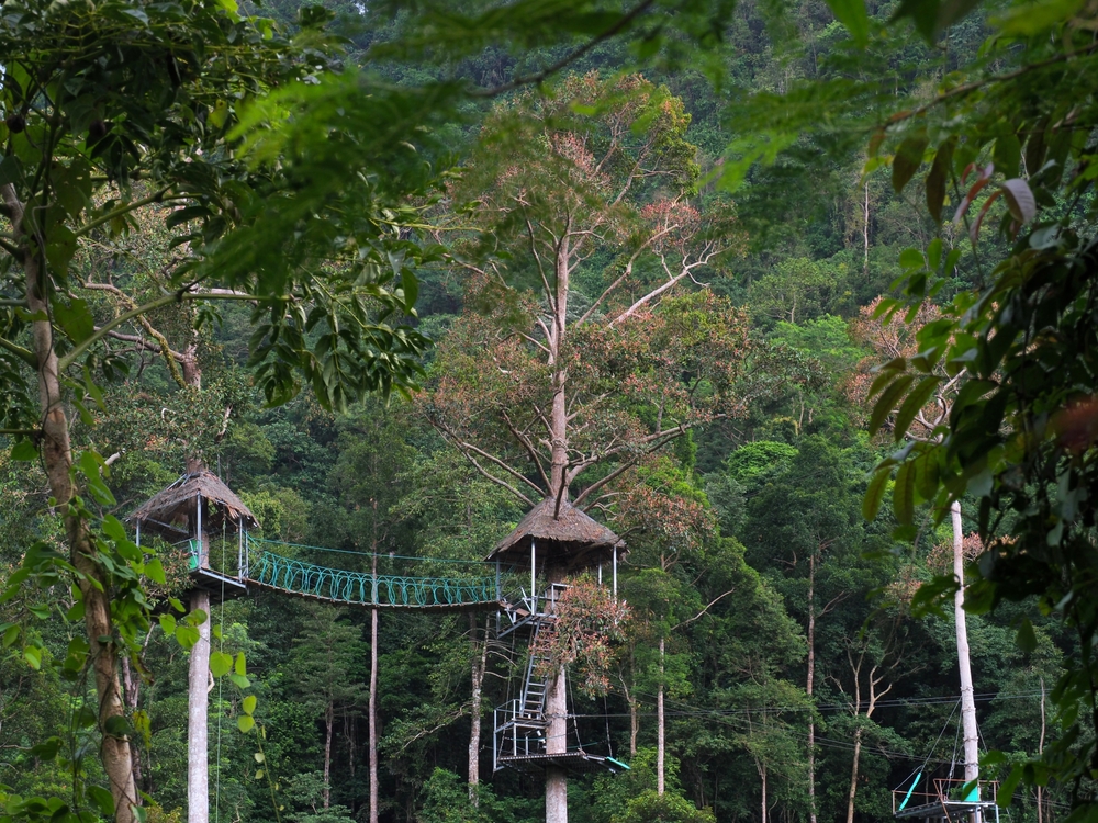 Tall tree with a zipline, Koh Samui