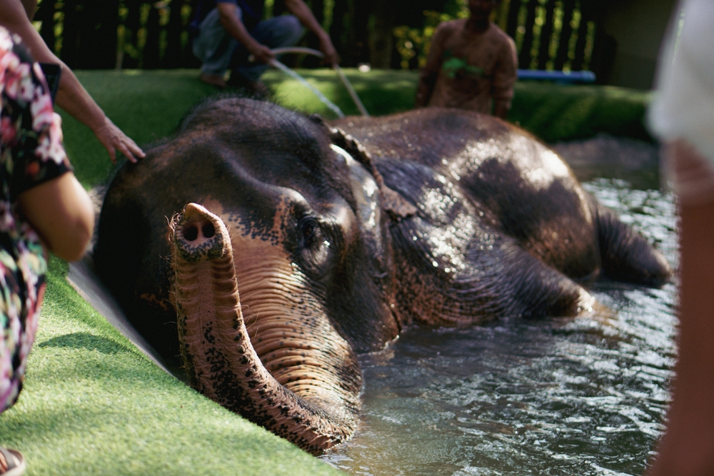 Elephant taking a bath, Koh Samui