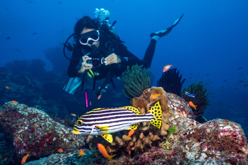 Scuba diver taking photos of a sweetlip fish