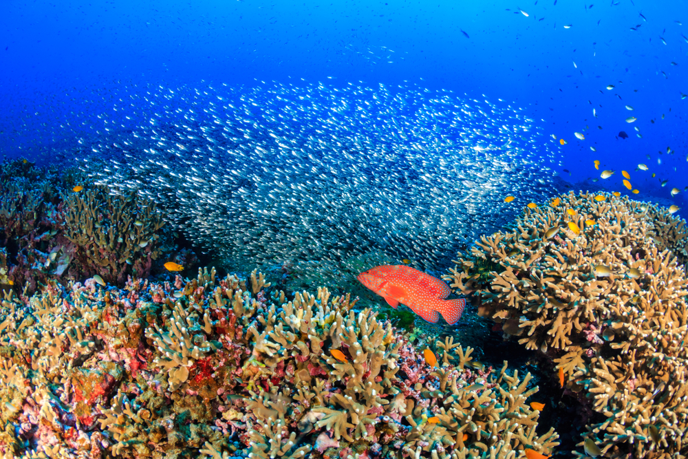 Coral grouper and other tropical fish