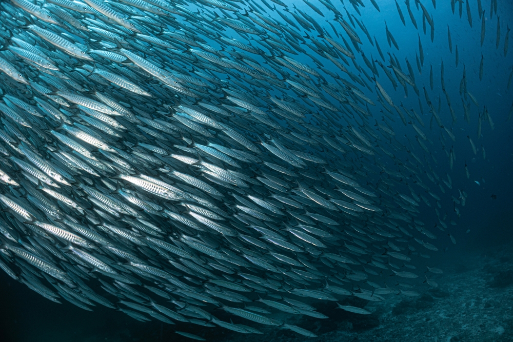 A huge school of barracudas