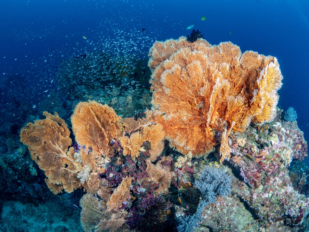 Soft coral and Gorgonian Sea Fan