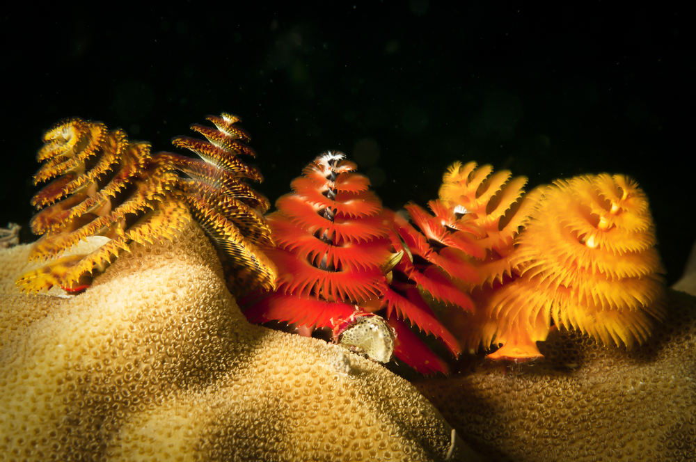 Christmas tree worms