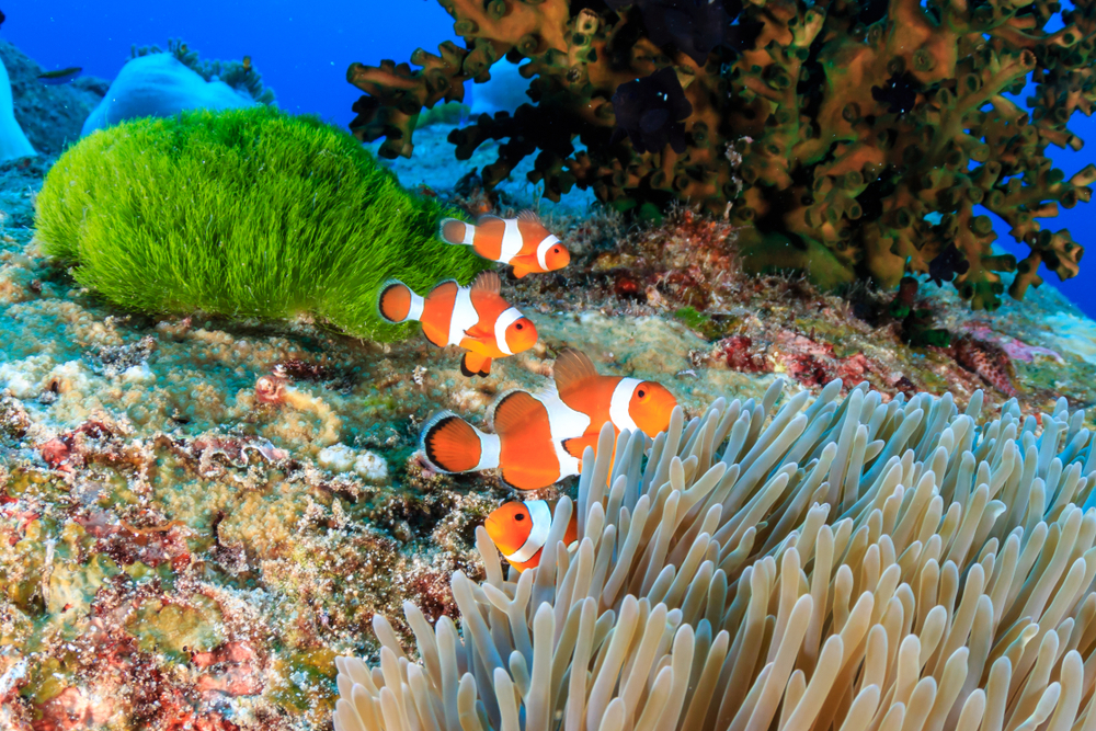 A family of Clownfish