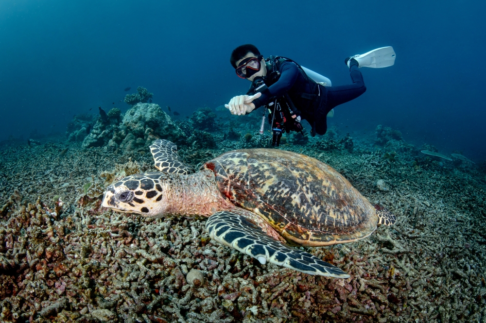 scuba diver diving with hawksbill sea turtle