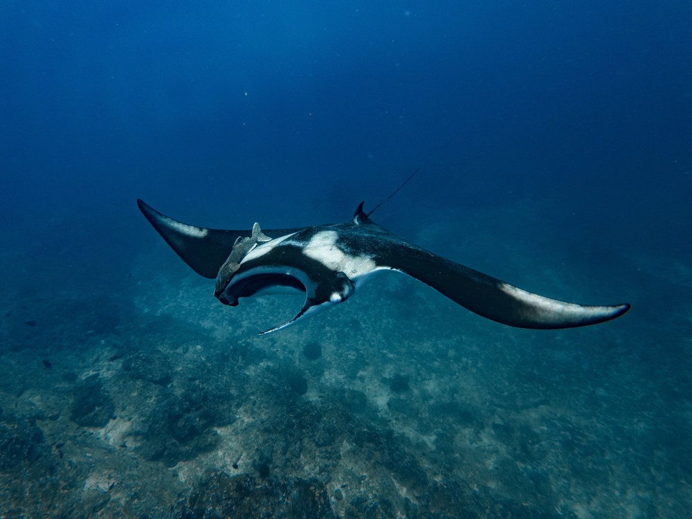 Manta Ray