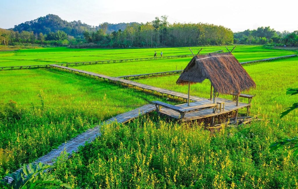 Bamboo bridge across green rice fields at Ban Na Ton Chan, Sukhothai, Thailand