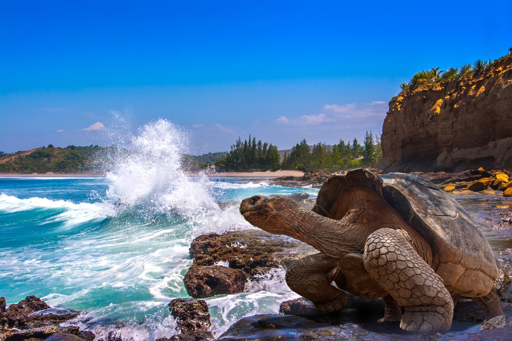 A giant tortoise on the rocky coast of the Galapagos Islands, one of the best islands in the world.