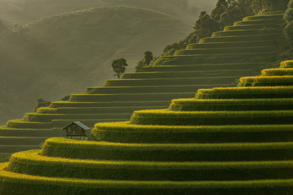 Stunning lush green rice terraces in Sa Pa, Vietnam, during the rainy season in Southeast Asia.
