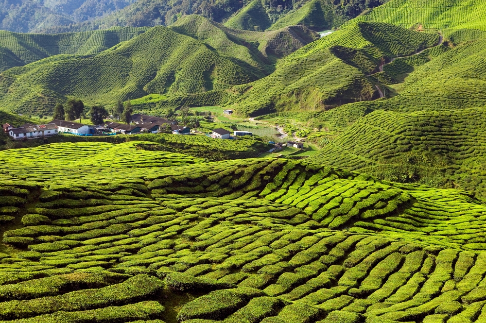 Scenic tea plantations in Cameron Highlands, Malaysia, during the rainy season in Southeast Asia.