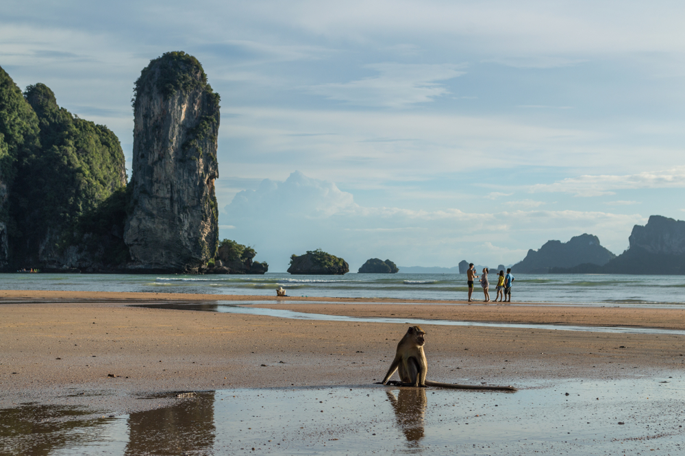 A macaque monkey on Pai Plong Beach, a peaceful spot just a short walk from Ao Nang Beach, Krabi, Thailand.