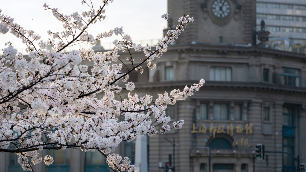 Spring cherry blossoms framing the classic European architecture of the historic Shanghai Postal Museum.