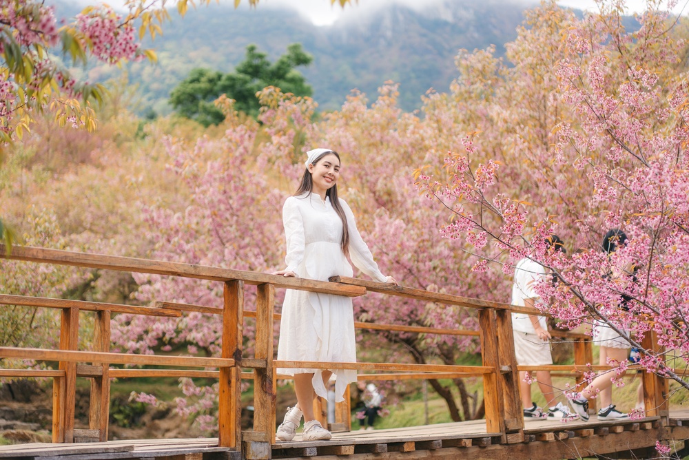 จุดถ่ายรูปสะพานซากุระที่ขุนวาง เชียงใหม่ รายล้อมด้วยดอกซากุระเมืองไทย หรือนางพญาเสือโคร่งสวยงาม
