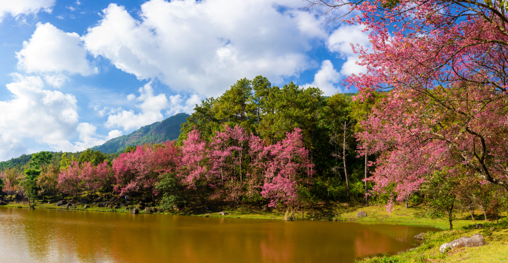 ต้นซากุระเมืองไทยสีชมพูบานสะพรั่งริมทะเลสาบที่ศูนย์อนุรักษ์พันธุ์กล้วยไม้รองเท้านารีอินทนนท์ จังหวัดเชียงใหม่