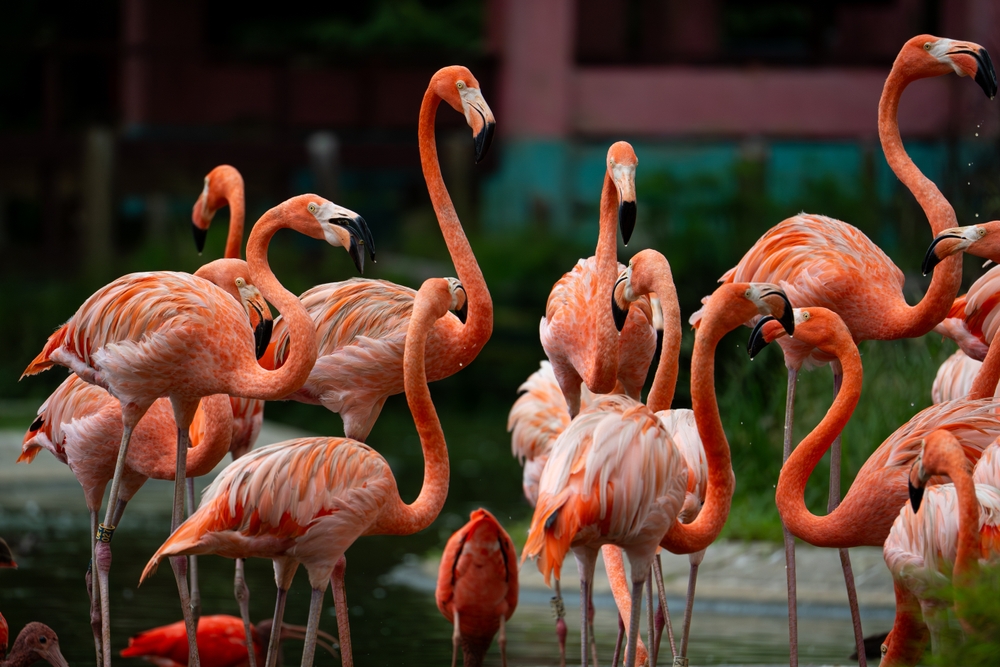 ฝูงนกฟลามิงโก้สีสันสดใส ภายในสวนนกเบิร์ดพาราไดซ์ (Bird Paradise) ที่เที่ยวสิงคโปร์แนวอนุรักษ์ธรรมชาติ