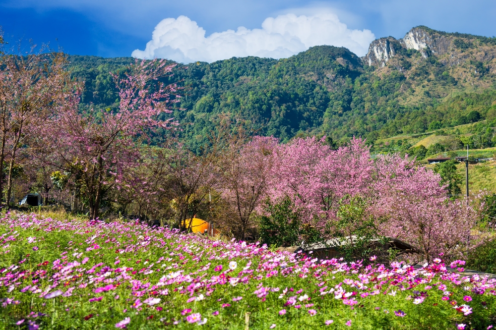 Beautiful,Landscape,,Wild,Himalayan,Cherry,Chiang,Mai,,Thailand,,Cherry,Blossom